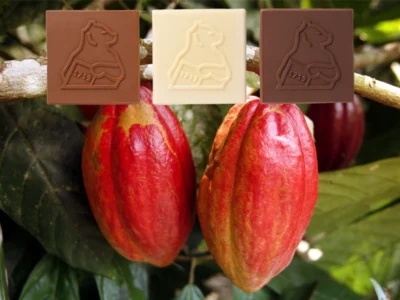 Geprägte Schokoladenquadrate mit Firmenlogo auf Kakaofrüchten
